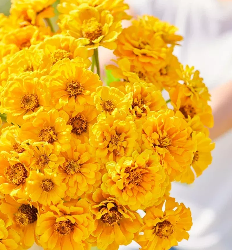 zinnia-seeds-100-non-gmo-golden-state-double-blooms-cut-flowers-butterflies-zinn Zinnia Seeds - 100 Non-GMO Golden State Double Blooms for Cut Flowers & Butterflies - Zinnia elegans