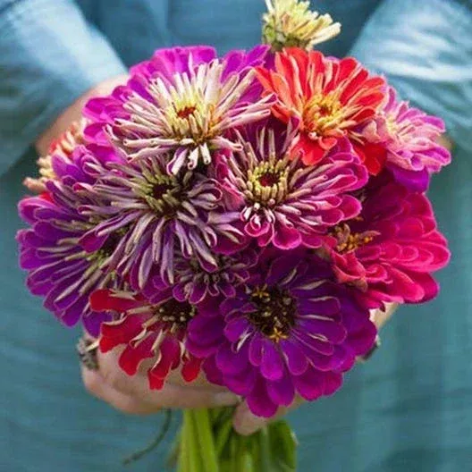 zinnia-seeds-100-non-gmo-meteor-shower-mixed-colors-vibrant-flower-variety-garde Zinnia Seeds - 100 Non-GMO Meteor Shower Mixed Colors - Vibrant Flower Variety for Garden - Zinnia elegans