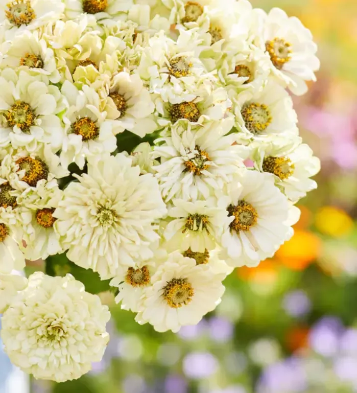zinnia-seeds-100-pack-cactus-snowman-white-heirloom-moon-garden-butterflies-zinn Zinnia Seeds 100 Pack Cactus Snowman White Heirloom for Moon Garden Butterflies - Zinnia elegans