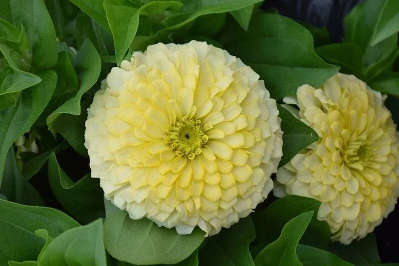 zinnia-seeds-100-pack-magellan-ivory-variety-garden-planting-zinnia-elegans-usa- Zinnia Seeds - 100+ Pack - Magellan Ivory Variety - Garden Planting - Zinnia elegans - USA, Free Shipping