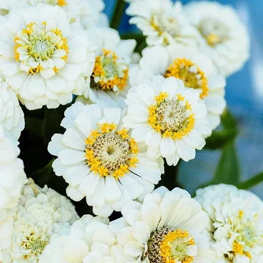 zinnia-seeds-100-pack-pumila-white-heirloom-non-gmo-drought-tolerant-moon-garden Zinnia Seeds 100 Pack Pumila White Heirloom Non-GMO Drought Tolerant for Moon Gardens