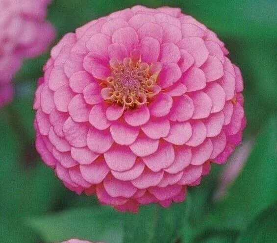 zinnia-seeds-100-pink-luminosa-annual-flower-seeds-garden-attracts-birds-bees-zi Zinnia Seeds 100+ Pink Luminosa Annual Flower Seeds for Garden, Attracts Birds & Bees, Zinnia elegans