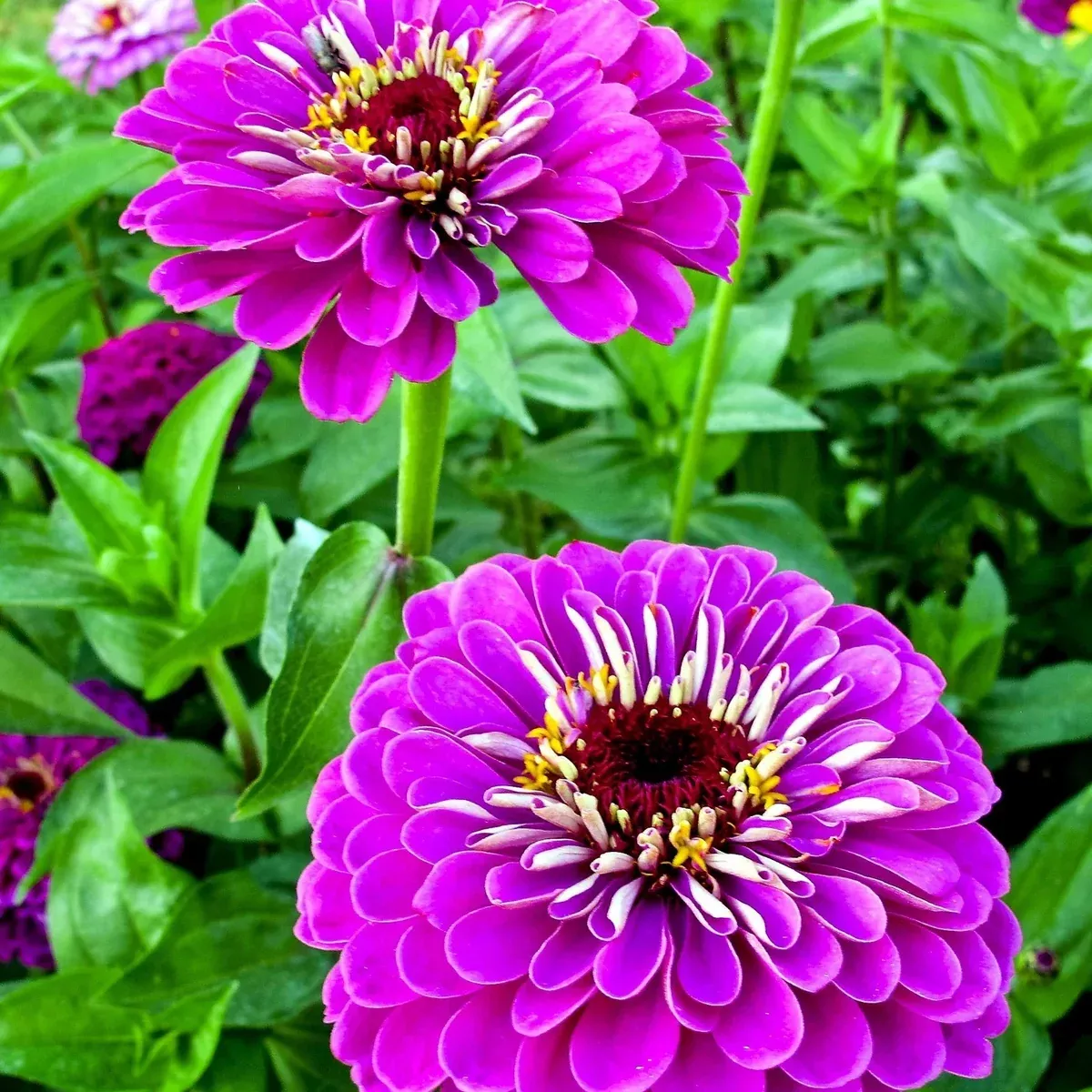 zinnia-seeds-100-purple-flower-mix-lavender-elegans-annual-usa-grown-free-shippi Zinnia Seeds 100+ Purple Flower Mix, Lavender Elegans Annual, USA Grown, Free Shipping