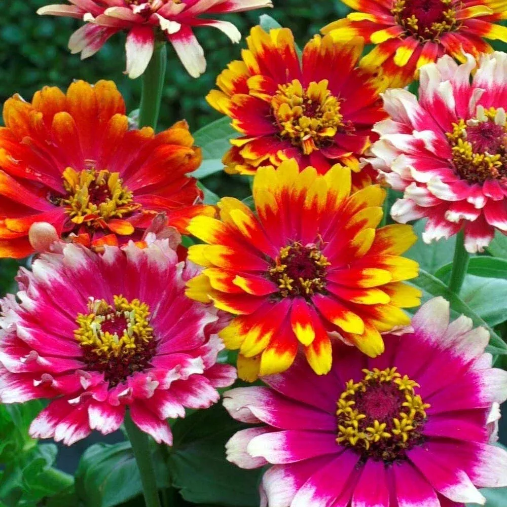 zinnia-seeds-100-swirls-mixed-flower-garden-seeds-planting-usa Zinnia Seeds - 100+ Swirls Mixed - Flower Garden Seeds for Planting - USA
