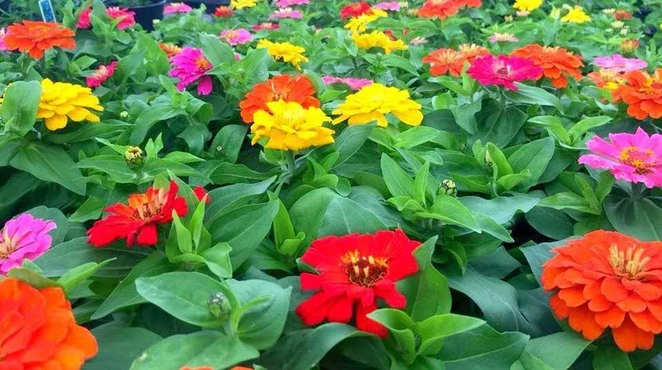 zinnia-seeds-1000-count-short-stuff-mix-zinnia-elegans-colorful-garden-blooms-no Zinnia Seeds - 1000 Count - Short Stuff Mix - Zinnia elegans - Colorful Garden Blooms - Non-California Shipping