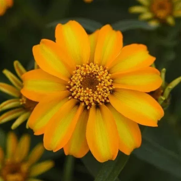 zinnia-seeds-1000-count-star-gold-variety-zinnia-elegans-bright-yellow-flowers-g Zinnia Seeds - 1000 Count - Star Gold Variety - Zinnia elegans - Bright Yellow Flowers for Garden and Landscape