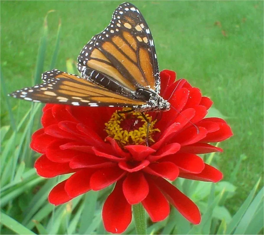 zinnia-seeds-150-cherry-queen-dark-red-double-zinnia-elegans-usa-groco-buy-15-sh Zinnia Seeds - 150 Cherry Queen Dark Red Double - Zinnia elegans - USA GroCo - Buy 15, Ships Free