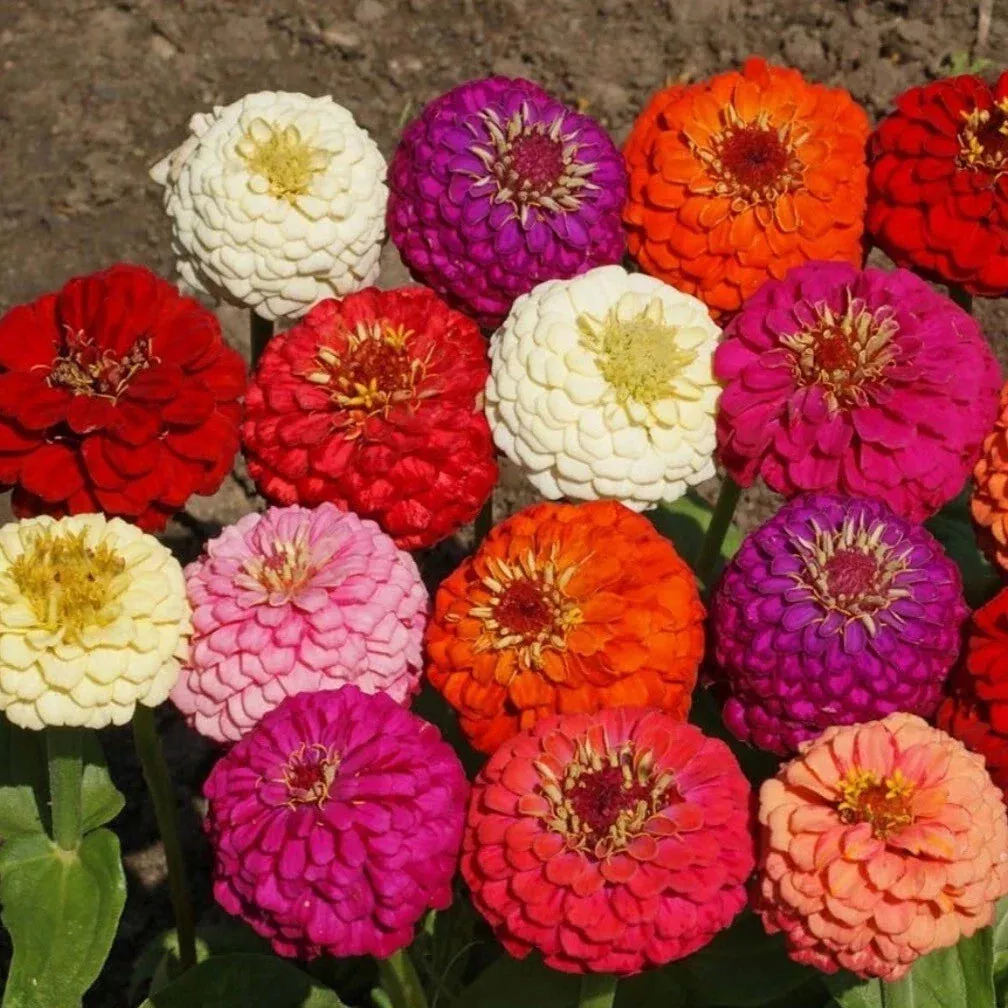 zinnia-seeds-150-heirloom-non-gmo-lilliput-variety-colorful-garden-flowers-zinni Zinnia Seeds, 150+ Heirloom Non-GMO Lilliput Variety, Colorful Garden Flowers, Zinnia elegans