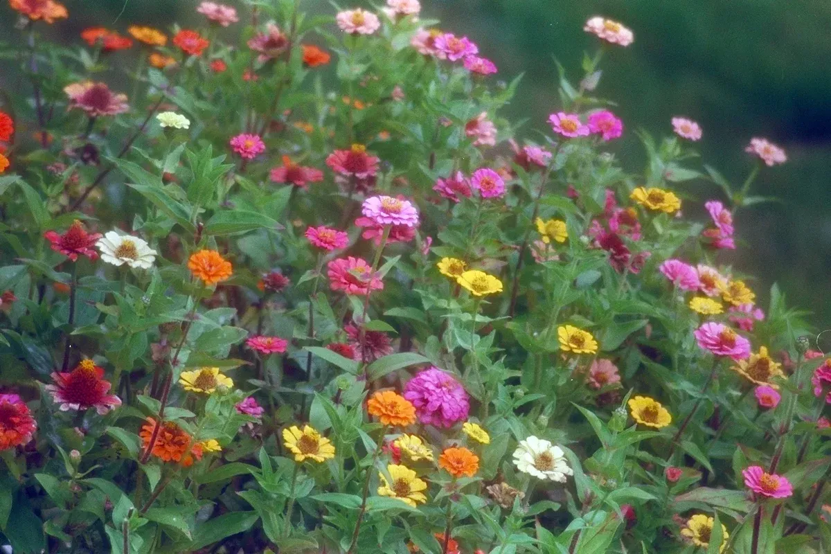zinnia-seeds-170-seeds-pompon-pumila-mix-zinnia-elegans-groco-usa Zinnia Seeds - 170 Seeds - Pompon/Pumila Mix - Zinnia elegans - GroCo USA