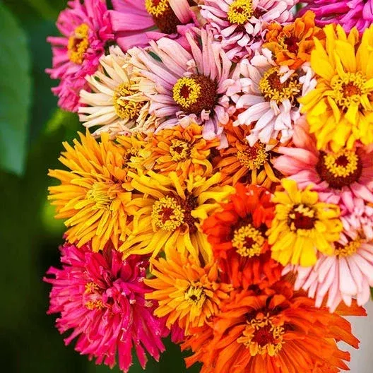 zinnia-seeds-200-count-burpeeana-giants-mix-non-gmo-annual-flowering-plants-colo Zinnia Seeds - 200 Count - Burpeeana Giants Mix - Non-GMO - Annual Flowering Plants - Colorful Large Blooms