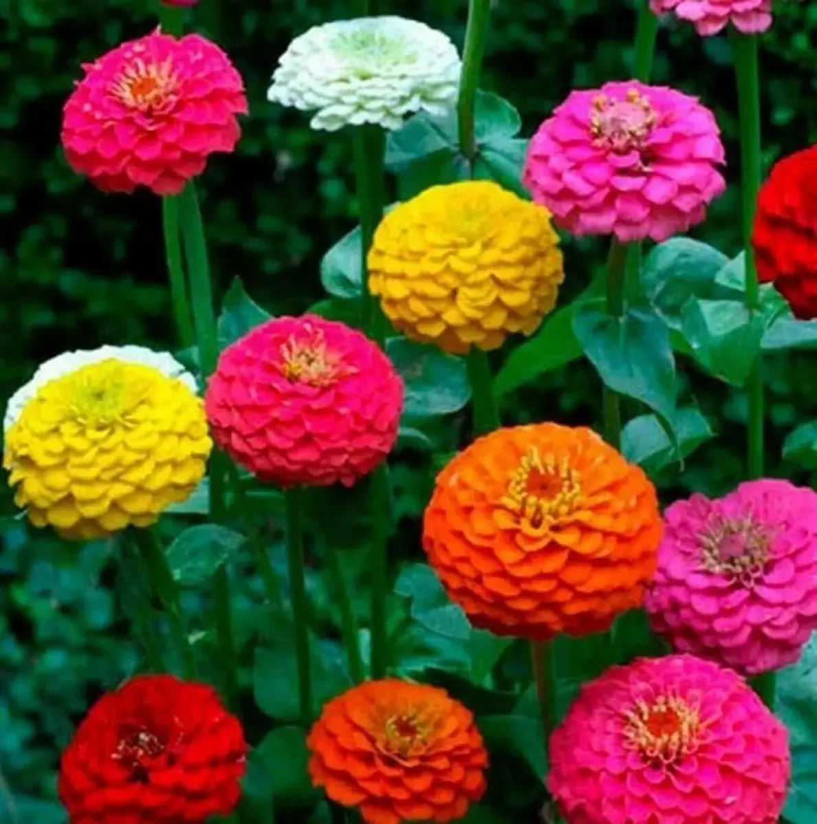 zinnia-seeds-200-count-cut-come-again-attracts-butterflies-hummingbirds-zinnia-e Zinnia Seeds - 200+ Count - Cut and Come Again - Attracts Butterflies and Hummingbirds - Zinnia elegans