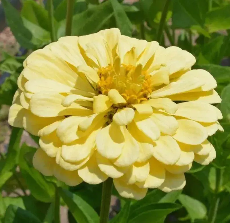 zinnia-seeds-200-count-isabellina-yellow-huge-blooms-non-gmo-butterflies-humming Zinnia Seeds 200 Count Isabellina Yellow Huge Blooms Non-GMO for Butterflies & Hummingbirds - Perfect Garden Flowers