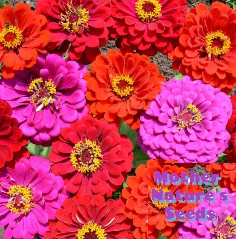 zinnia-seeds-200-count-merlot-fiery-red-purple-blooms-attracts-hummingbirds-butt Zinnia Seeds - 200 Count - Merlot Fiery Red Purple Blooms - Attracts Hummingbirds & Butterflies - Zinnia elegans
