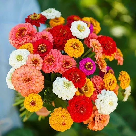 zinnia-seeds-200-count-pumila-mix-cut-come-again-butterflies-hummingbirds-zinnia Zinnia Seeds 200 Count Pumila Mix Cut and Come Again for Butterflies and Hummingbirds (Zinnia elegans)