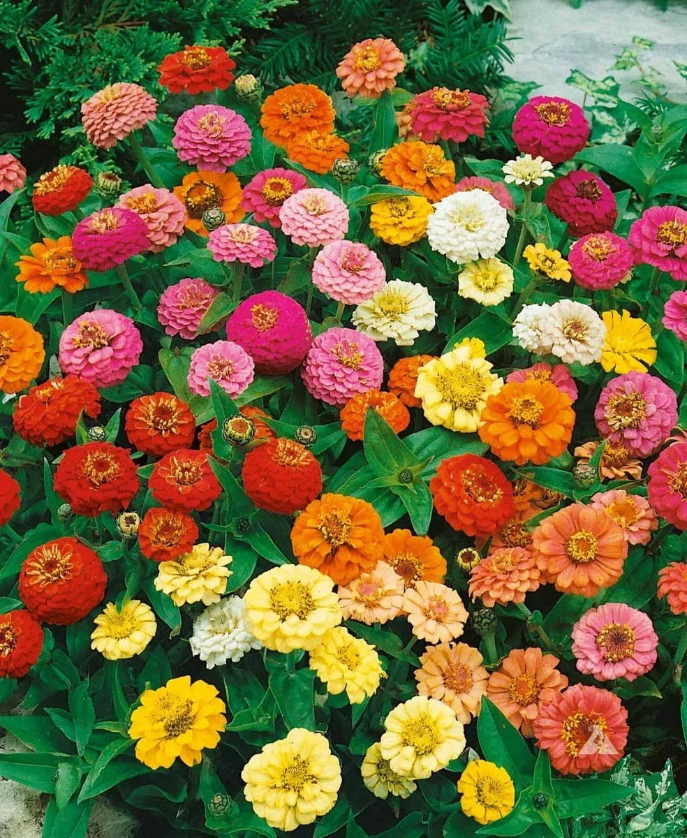 zinnia-seeds-200-count-thumbelina-mix-dwarf-non-gmo-attracts-butterflies-humming Zinnia Seeds - 200 Count - Thumbelina Mix Dwarf - Non-GMO - Attracts Butterflies & Hummingbirds - AAS Winner