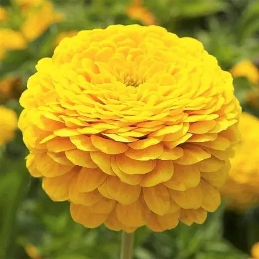 zinnia-seeds-200-non-gmo-canary-bird-double-blooms-cut-flowers-butterflies-zinni Zinnia Seeds - 200 Non-GMO Canary Bird Double Blooms for Cut Flowers & Butterflies - Zinnia elegans