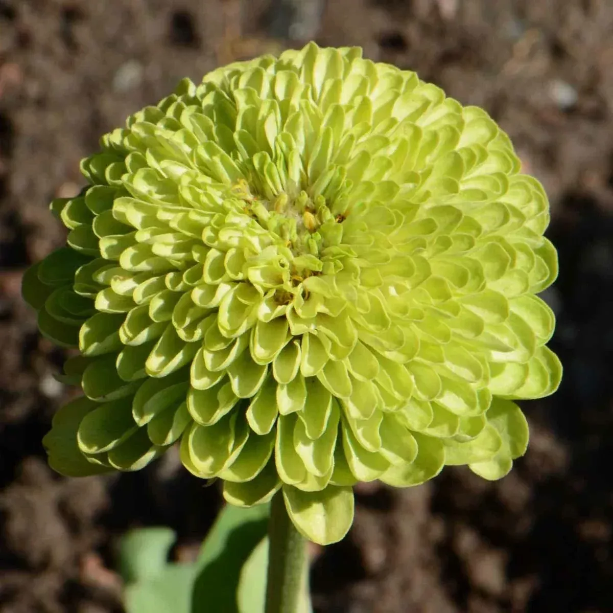 zinnia-seeds-200-non-gmo-envy-lime-green-flowers-rare-butterflies-zinnia-elegans Zinnia Seeds 200 Non-GMO Envy Lime Green Flowers RARE for Butterflies, Zinnia elegans