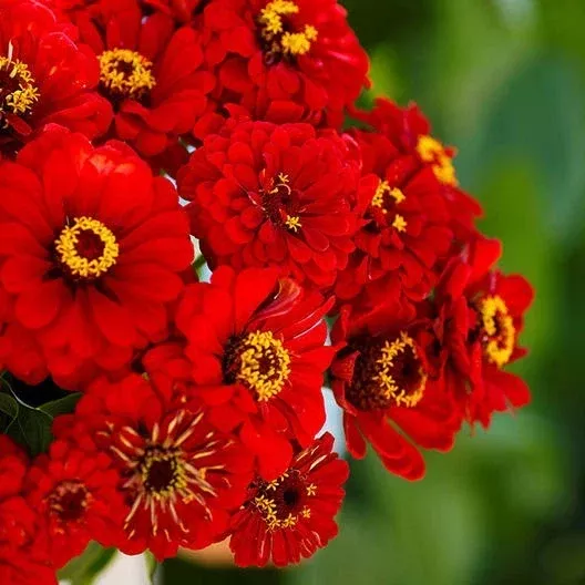 zinnia-seeds-200-non-gmo-hummingbird-red-attracts-bees-butterflies-zinnia-elegan Zinnia Seeds - 200 Non-GMO Hummingbird Red - Attracts Bees & Butterflies - Zinnia elegans