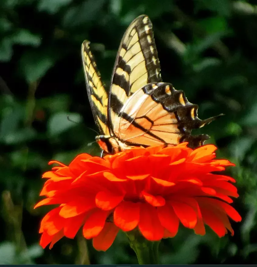 zinnia-seeds-200-non-gmo-orange-king-double-variety-songbirds-butterflies-perfec Zinnia Seeds - 200 Non-GMO Orange King Double Variety for Songbirds & Butterflies - Perfect for Hummingbirds