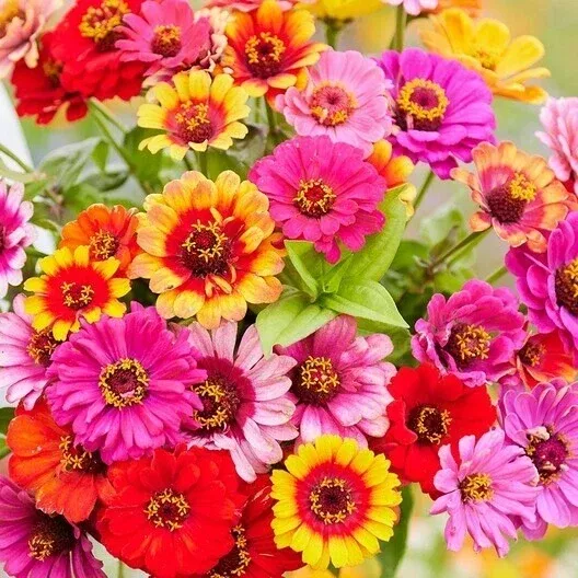 zinnia-seeds-200-non-gmo-seeds-carousel-mix-carnival-colors-heirloom-variety-lar Zinnia Seeds - 200 Non-GMO Seeds - CAROUSEL MIX Carnival Colors - Heirloom Variety - Large 4" Blooms - Easy to Grow