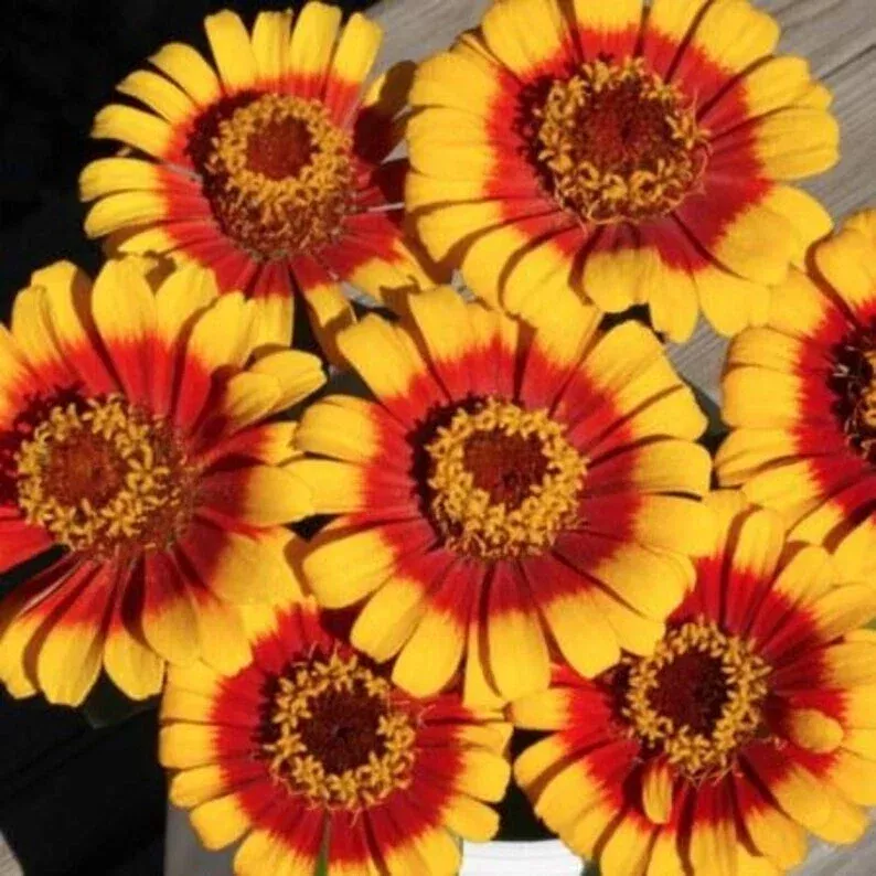 zinnia-seeds-25-organic-sombrero-seeds-usa-grown-colorful-garden-flowers-zinnia- Zinnia Seeds - 25 Organic Sombrero Seeds - USA Grown - Colorful Garden Flowers - Zinnia elegans