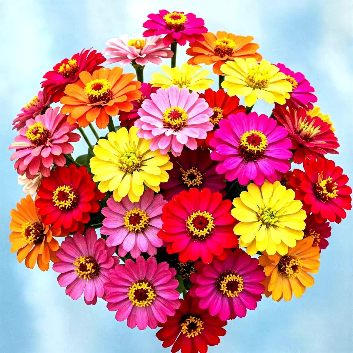 zinnia-seeds-300-count-hummingbird-lilliput-autumn-mix-zinnia-elegans-fast-shipp Zinnia Seeds - 300+ Count - Hummingbird Lilliput Autumn Mix - Zinnia elegans - Fast Shipping