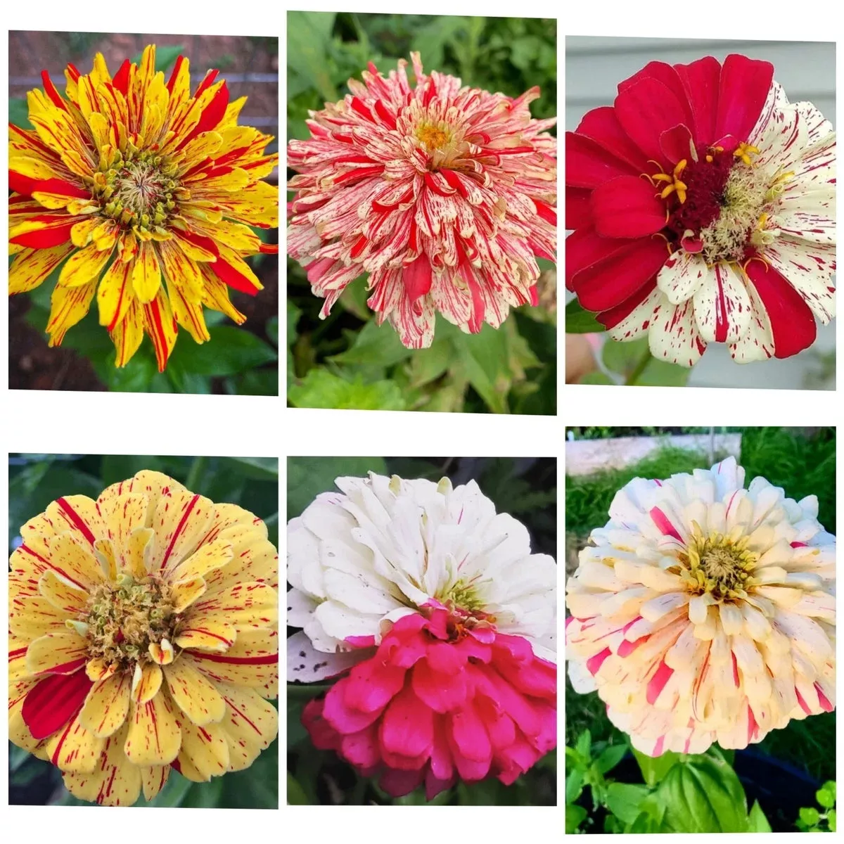 zinnia-seeds-35-seeds-candy-striped-premium-flower-mix-3-4-double-flowers-zinnia Zinnia Seeds - 35 Seeds Candy Striped Premium Flower Mix - 3-4" Double Flowers (Zinnia elegans)