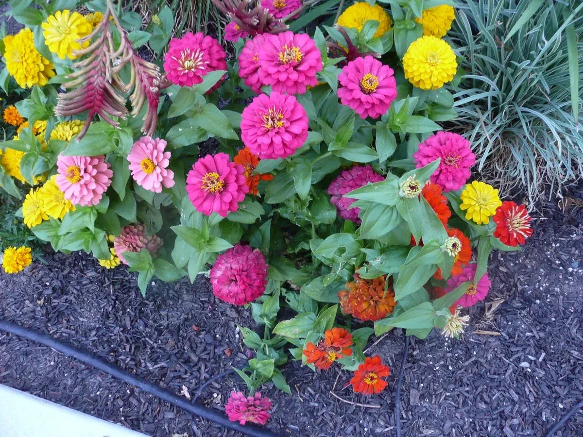 zinnia-seeds-45-count-button-box-dwarf-zinnias-groco-usa-flower-seeds-garden Zinnia Seeds - 45 Count - Button Box Dwarf Zinnias - GroCo USA - Flower Seeds for Garden