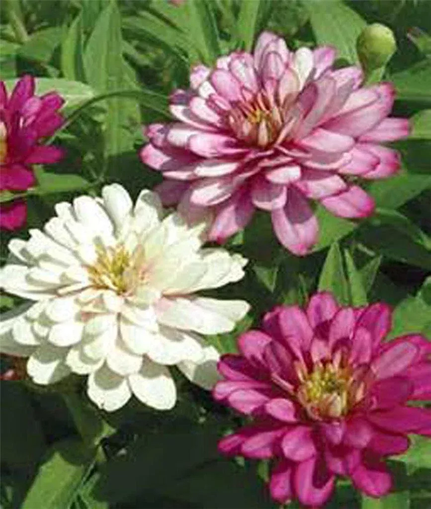 zinnia-seeds-50-count-exquisite-bright-colors-zinnia-elegans Zinnia Seeds 50+ Count | Exquisite Bright Colors | Zinnia elegans