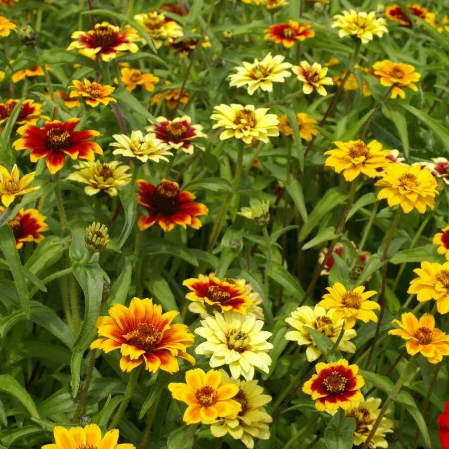zinnia-seeds-500-non-gmo-mexican-persian-carpet-mix-dwarf-flower-variety-pollina Zinnia Seeds - 500 Non-GMO Mexican Persian Carpet Mix - Dwarf Flower Variety for Pollinators (Zinnia elegans)