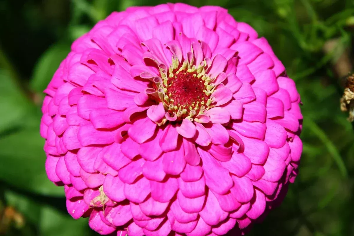 zinnia-seeds-60-seeds-pink-fully-double-flower-zinnia-elegans-groco-usa-buy-15-s Zinnia Seeds - 60 Seeds - Pink Fully Double Flower - Zinnia elegans - GroCo USA - Buy 15 Ships Free