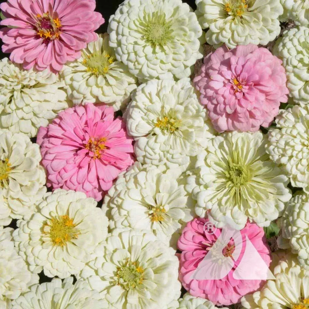zinnia-seeds-blushing-bride-mix-non-gmo-200-seeds-pollinator-friendly-cut-flower Zinnia Seeds Blushing Bride Mix Non-GMO 200 Seeds Pollinator-Friendly Cut Flowers for Weddings