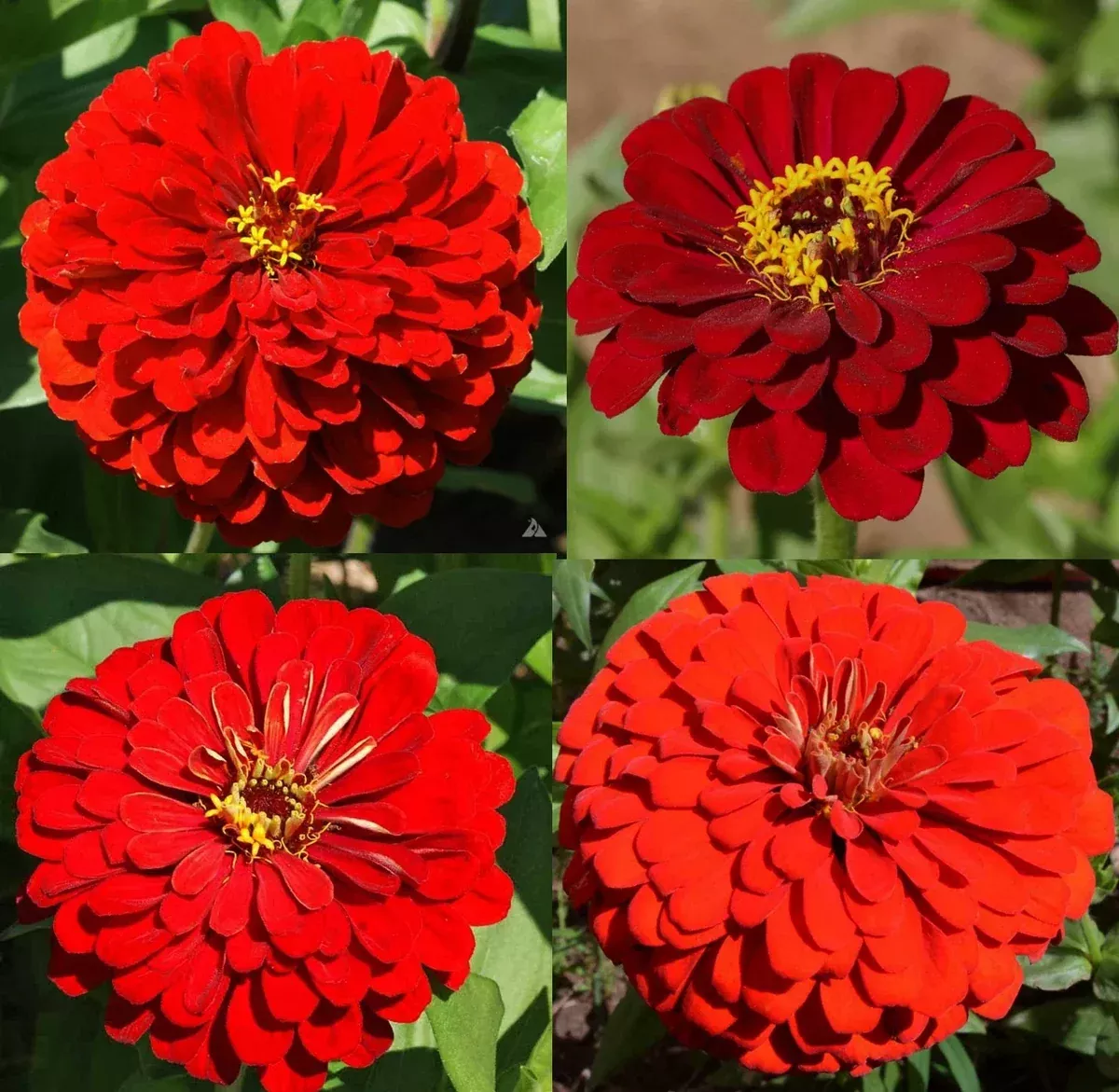 zinnia-seeds-bulk-500-count-hummingbird-reds-heirloom-non-gmo-butterflies-zinnia Zinnia Seeds Bulk 500 Count Hummingbird Reds Heirloom Non-GMO for Butterflies - Zinnia elegans