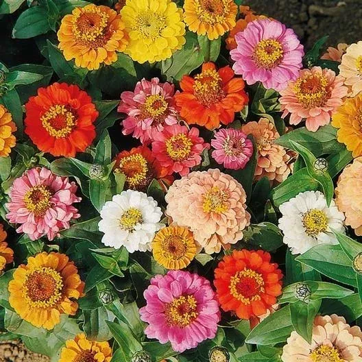 zinnia-seeds-bulk-dwarf-200-seeds-non-gmo-petite-short-landscape-variety-zinnia- Zinnia Seeds Bulk Dwarf 200 Seeds Non-GMO Petite Short Landscape Variety (Zinnia elegans)
