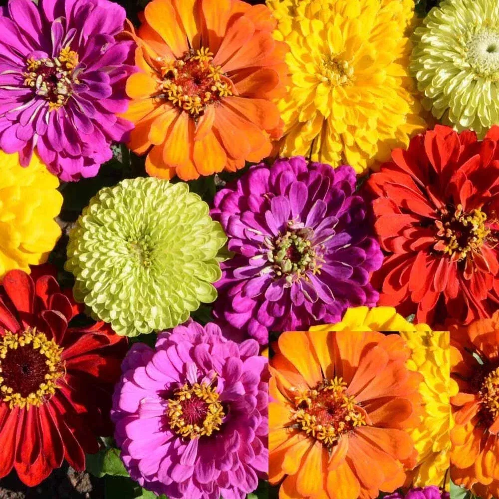 zinnia-seeds-bulk-pack-tall-mix-heirloom-non-gmo-500-seeds-zinnia-elegans Zinnia Seeds Bulk Pack - Tall Mix Heirloom, Non-GMO, 500 Seeds, Zinnia elegans