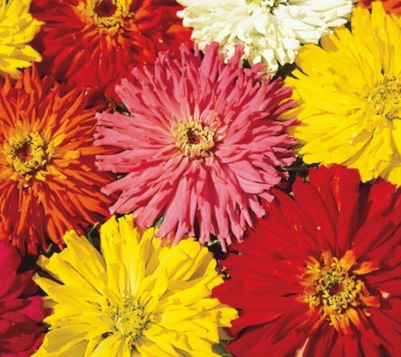 zinnia-seeds-cactus-flowered-mix-100-colors-annual-zinnia-elegans-attracts-bees- Zinnia Seeds Cactus Flowered Mix 100+ Colors Annual - Zinnia elegans - Attracts Bees, Non-GMO, Easy to Grow