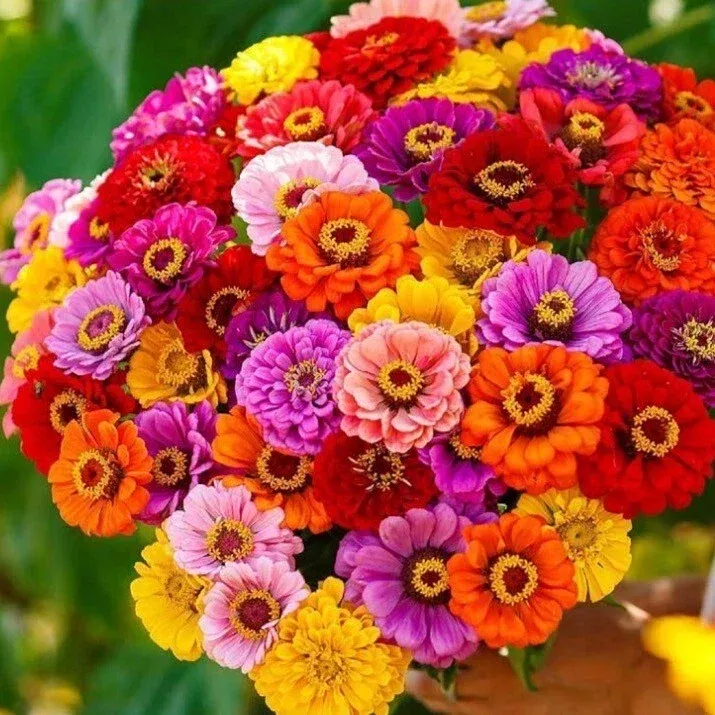 zinnia-seeds-california-giant-mix-non-gmo-100-flower-seeds-garden-flowers-easy-t Zinnia Seeds, California Giant Mix, Non-GMO, 100+ Flower Seeds, Garden Flowers, Easy to Grow