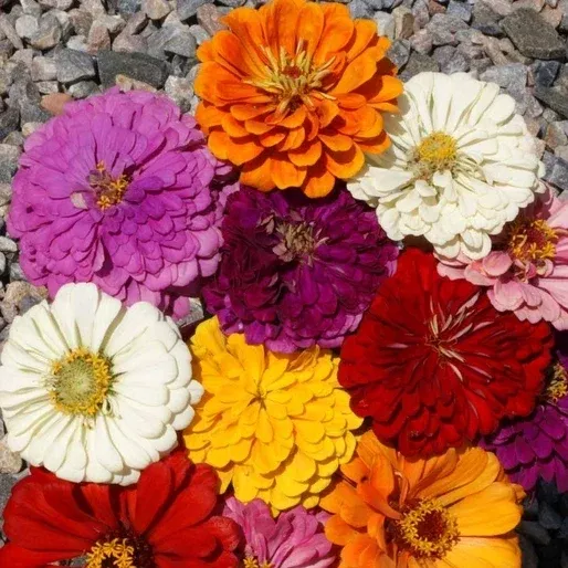 zinnia-seeds-california-giants-mix-giant-5-flowers-in-7-colors-zinnia-elegans Zinnia Seeds - California Giants Mix - Giant 5" Flowers in 7 Colors - Zinnia elegans