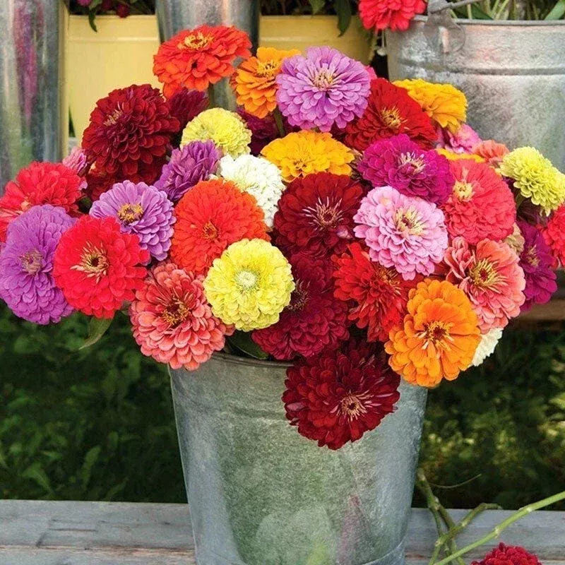 zinnia-seeds-carrousel-mix-100-seeds-colorful-garden-flowers-zinnia-elegans-usa- Zinnia Seeds - Carrousel Mix - 100 Seeds - Colorful Garden Flowers - Zinnia elegans - USA Free Shipping