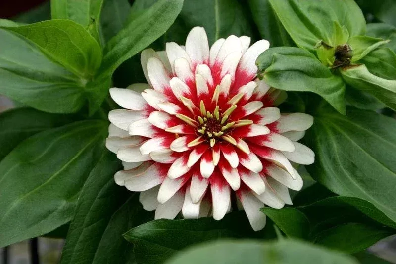 zinnia-seeds-cherry-ivory-swizzle-20-seeds-colorful-flower-seeds-garden-zinnia-e Zinnia Seeds - Cherry & Ivory Swizzle - 20 Seeds - Colorful Flower Seeds for Garden - Zinnia elegans