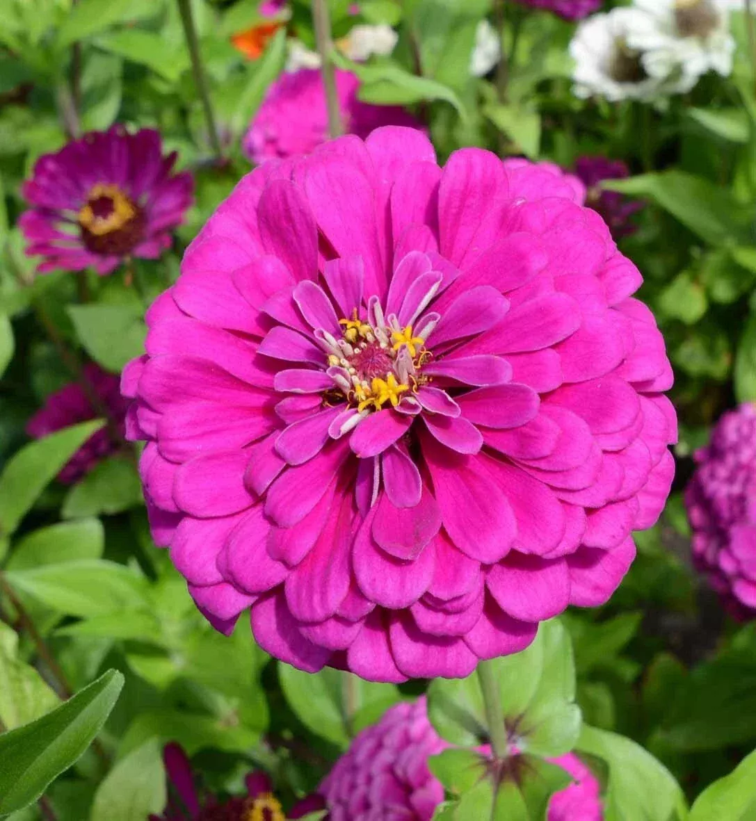 zinnia-seeds-dark-violet-non-gmo-songbirds-butterflies-hummingbirds-bees-100-see Zinnia Seeds - Dark Violet - Non-GMO for Songbirds, Butterflies, Hummingbirds, Bees - 100 Seeds