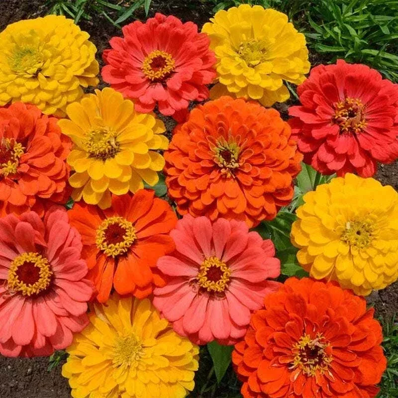 zinnia-seeds-fruity-beauty-mix-attracts-hummingbirds-butterflies-non-gmo-200-see Zinnia Seeds Fruity Beauty Mix - Attracts Hummingbirds & Butterflies, Non-GMO, 200 Seeds, Colorful Garden Flowers