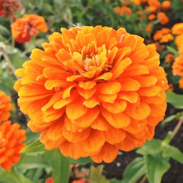 zinnia-seeds-giant-5-double-orange-flowers-heirloom-orange-king-zinnia-elegans Zinnia Seeds | Giant 5" Double Orange Flowers | Heirloom Orange King | Zinnia elegans