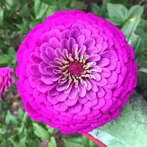 zinnia-seeds-giant-5-purple-flowers-purple-prince-variety-zinnia-elegans Zinnia Seeds - Giant 5" Purple Flowers - Purple Prince Variety - Zinnia elegans