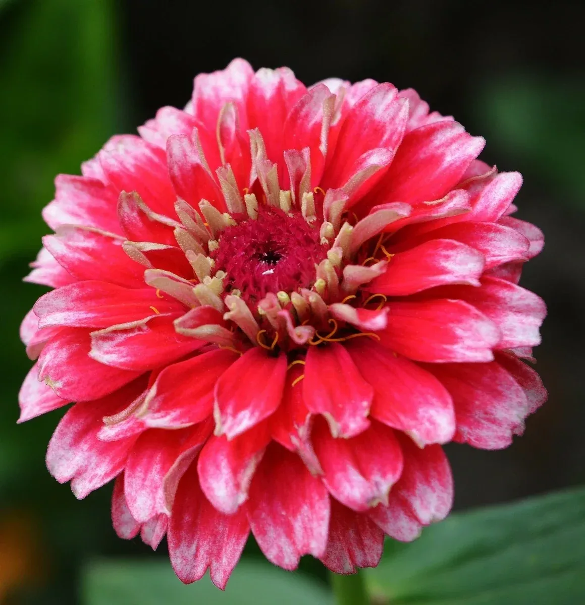 zinnia-seeds-ice-queen-bi-colored-petals-25-seeds-zinnia-elegans-free-us-shippin Zinnia Seeds - Ice Queen Bi-Colored Petals - 25+ Seeds - Zinnia elegans - Free US Shipping