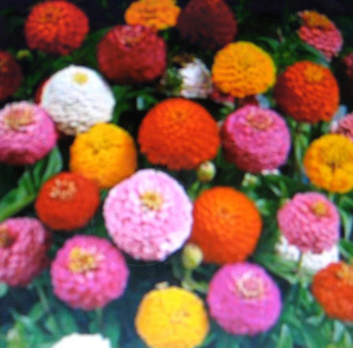 zinnia-seeds-lilliput-mixture-colorful-annual-flowers-zinnia-elegans Zinnia Seeds - Lilliput Mixture - Colorful Annual Flowers - Zinnia elegans