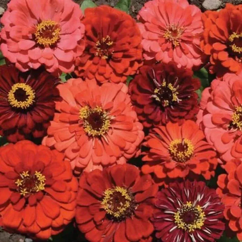 zinnia-seeds-mix-100-organic-berry-tart-seeds-usa-grown-colorful-garden-flowers- Zinnia Seeds Mix - 100 Organic Berry Tart Seeds - USA Grown, Colorful Garden Flowers, Non-GMO