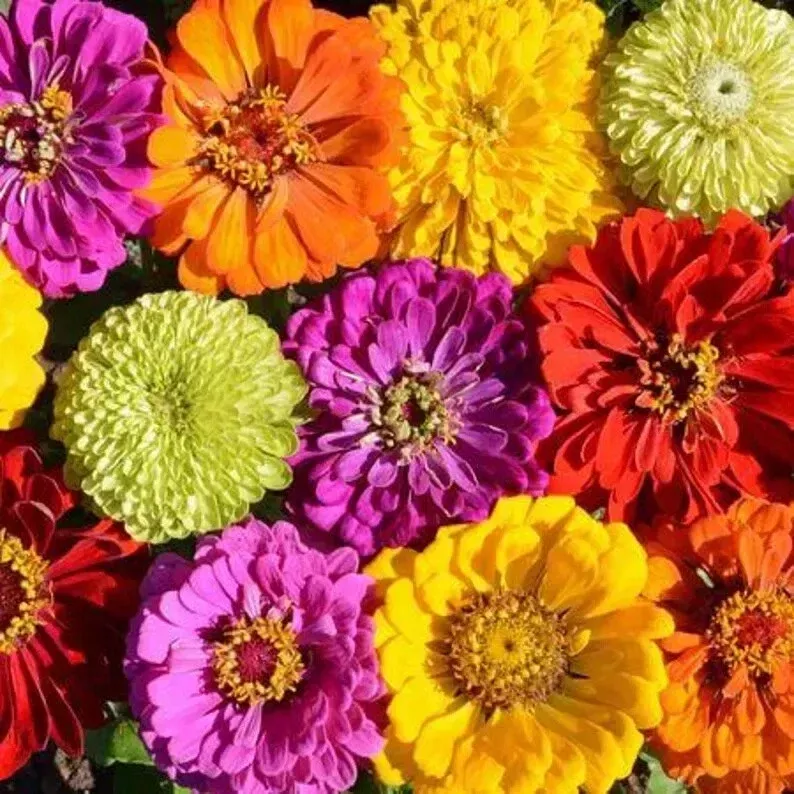 zinnia-seeds-mix-100-organic-painted-wagon-seeds-usa-grown-colorful-flower-garde Zinnia Seeds Mix - 100 Organic Painted Wagon Seeds - USA Grown - Colorful Flower Garden Plants