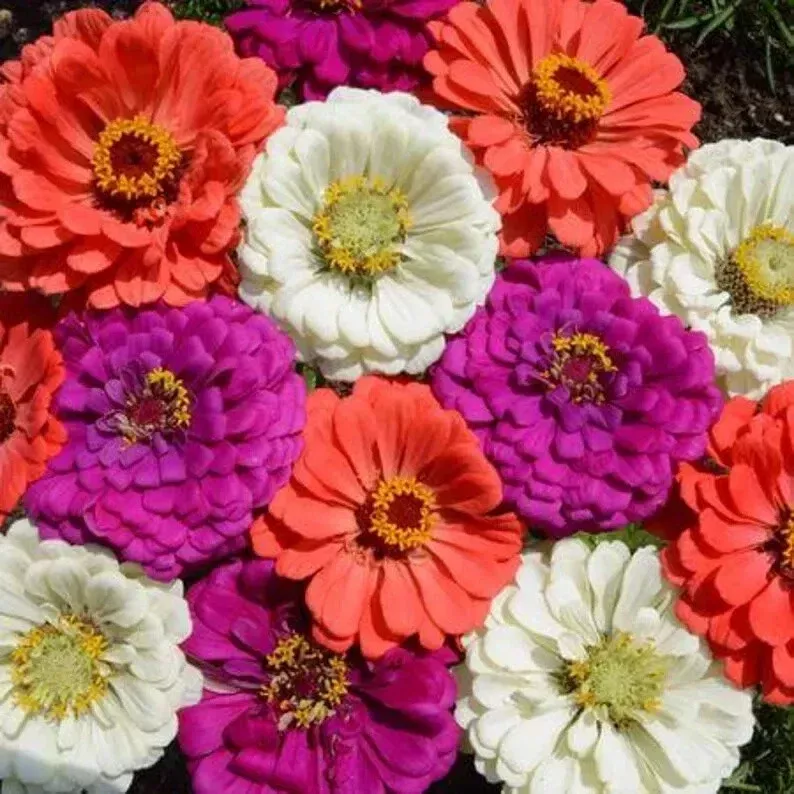 zinnia-seeds-mix-100-organic-under-sea-varieties-usa-grown-flower-seeds-garden Zinnia Seeds Mix - 100 Organic Under the Sea Varieties - USA Grown - Flower Seeds for Garden