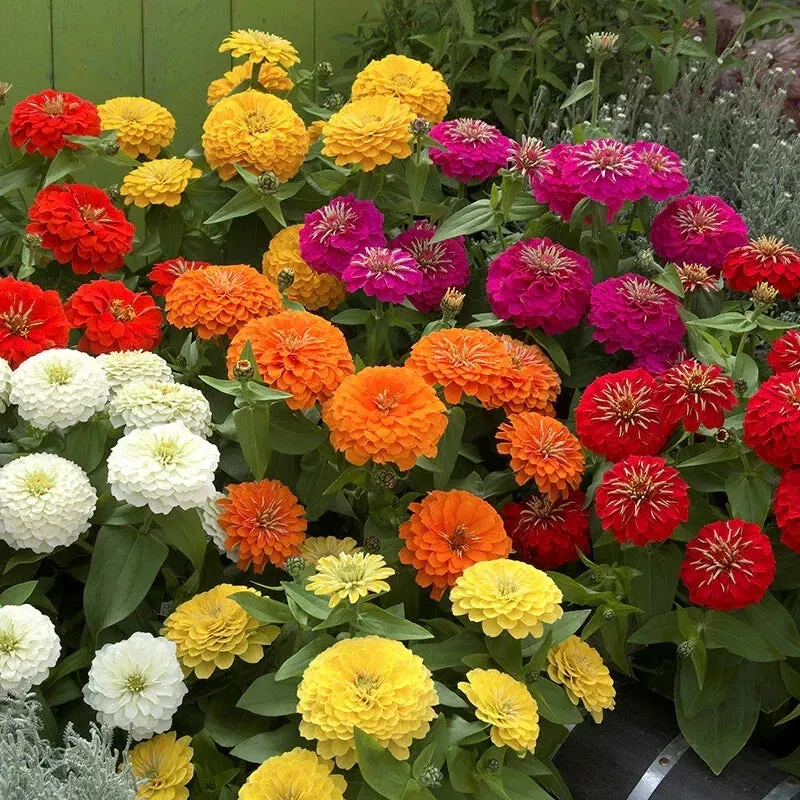 zinnia-seeds-mix-100-pack-preciosa-colorful-blend-ideal-garden-planting-zinnia-e Zinnia Seeds Mix - 100+ Pack - Preciosa Colorful Blend - Ideal for Garden Planting - Zinnia elegans